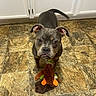 Winnie joined the competition — help win amazing prizes! dog, gray_dog, pet, toy, plush_toy, floor, tile_floor, indoor, kitchen, cabinet, playful, animal, canine, looking_up, ears, tail, brown_toy, orange_toy, curious, waiting