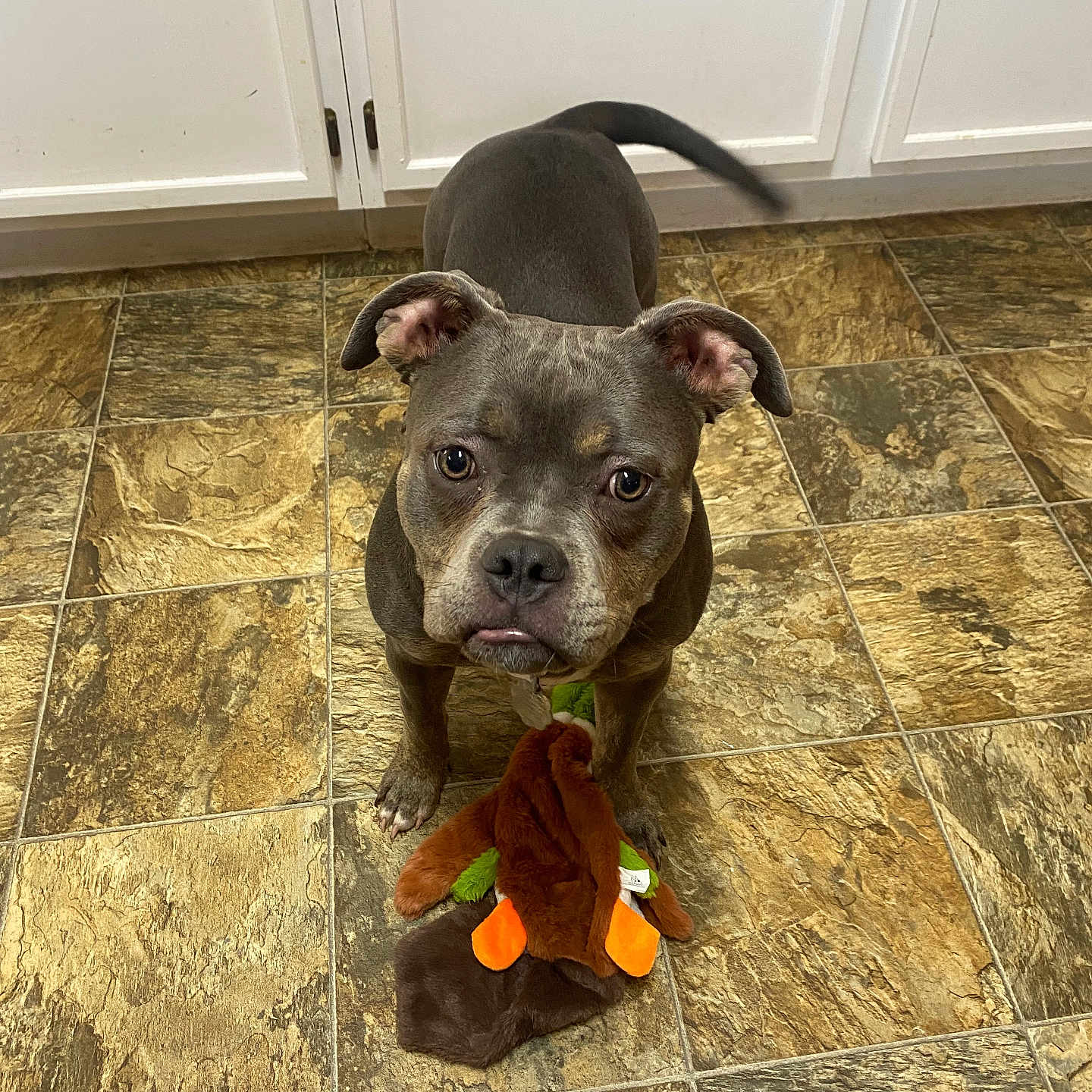 Winnie joined the competition — help win amazing prizes! dog, gray_dog, pet, toy, plush_toy, floor, tile_floor, indoor, kitchen, cabinet, playful, animal, canine, looking_up, ears, tail, brown_toy, orange_toy, curious, waiting