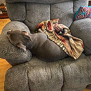 Winnie joined the competition — help win amazing prizes! dog, gray_dog, armchair, blanket, pillow, patterned_pillow, indoor, wooden_floor, resting, sleeping, furniture, cozy, pet, nap, curled_up, textile, home, relaxation, soft_texture, comfortable