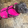 Winnie joined the competition — help win amazing prizes! dog, pet, pink_jacket, floor, tile, indoor, looking_up, canine, fur, ears, eyes, snout, leash, clothing, cute, domestic_animal, companion, animal, mammal, household