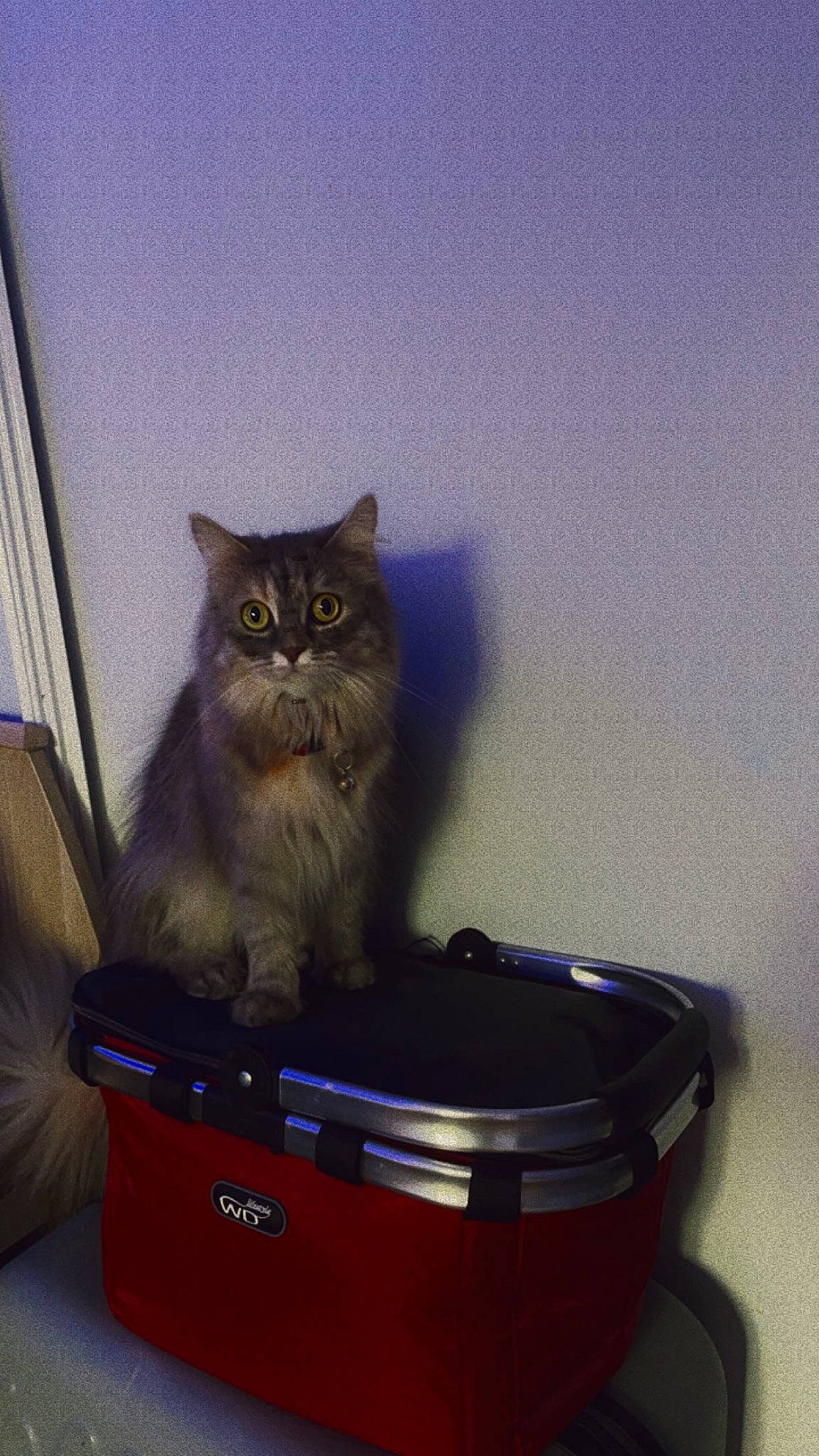 Princesses a rejoint le concours — aidez-le/la à gagner de superbes lots ! box, carnivore, cat, cat_supply, domestic_short_haired_cat, electric_blue, felidae, fur, gadget, gas, plant, small_to_medium_sized_cats, whiskers