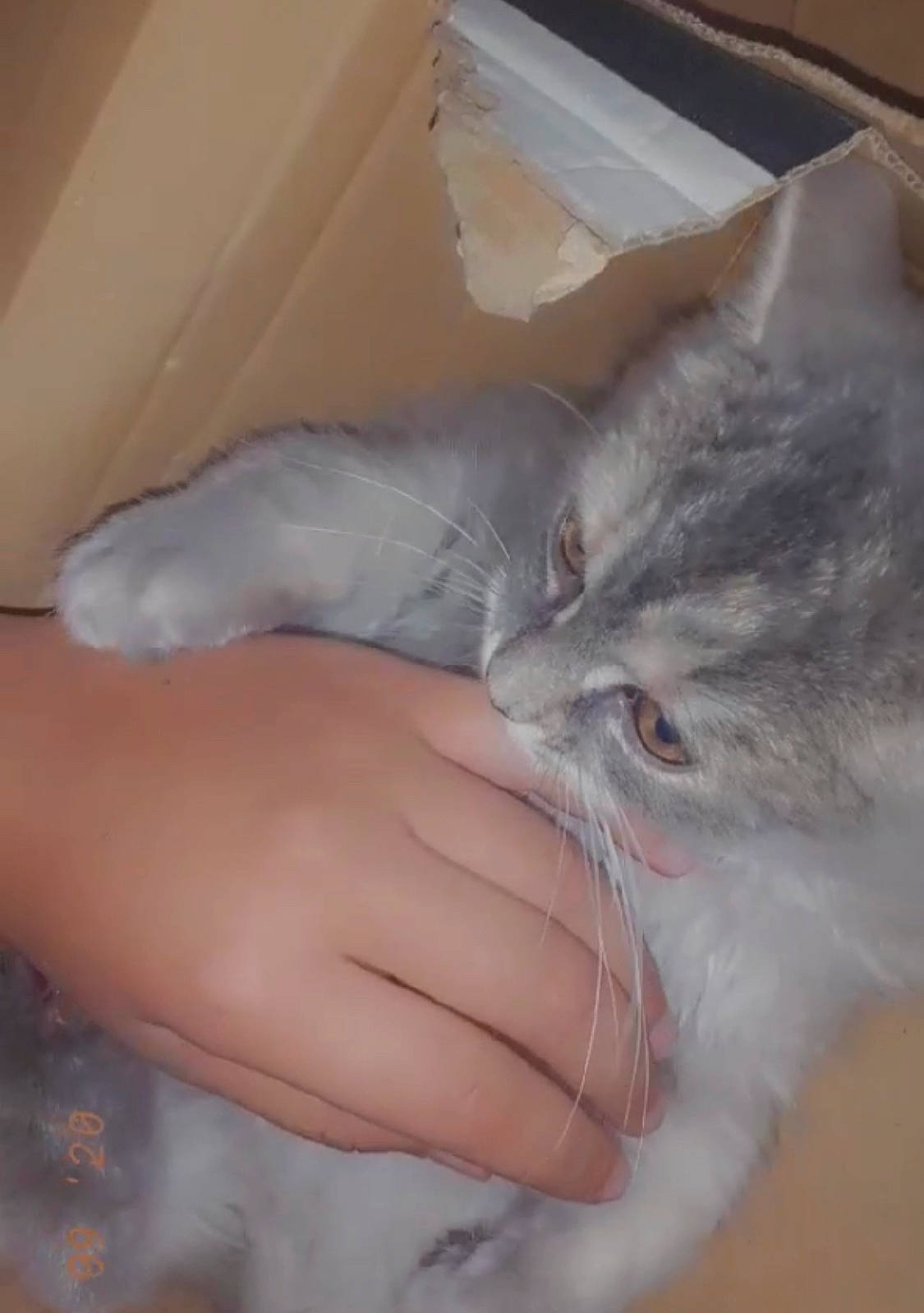 Princesses a rejoint le concours — aidez-le/la à gagner de superbes lots ! carnivore, cat, claw, comfort, domestic_short_haired_cat, ear, felidae, fur, gesture, nail, small_to_medium_sized_cats, vein, whiskers, wrist