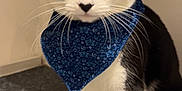 Todd joined the competition — help win amazing prizes! animal, bandana, black_and_white, cat, closeup, curious, cute, domestic, ears, feline, floor, fur, indoor, looking, nose, paws, pet, portrait, sitting, whiskers