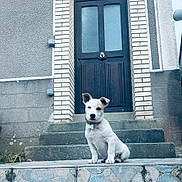 Buzdu participe au concours pour gagner de l'argent avec cette photo : puppy, dog, pet, white, stairs, door, outdoor, building, brick, collar, animal, young, sitting, cute, portrait, front_view, small, curious, house, steps