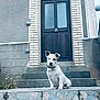 puppy, dog, pet, white, stairs, door, outdoor, building, brick, collar, animal, young, sitting, cute, portrait, front_view, small, curious, house, steps
