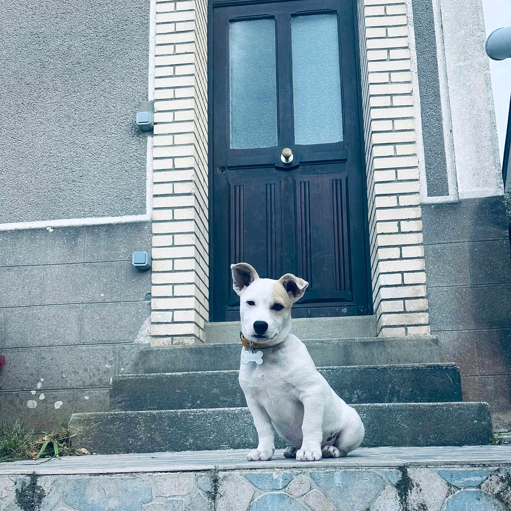 Buzdu participe au concours pour gagner de l'argent avec cette photo : animal, brick, building, collar, curious, cute, dog, door, front_view, house, outdoor, pet, portrait, puppy, sitting, small, stairs, steps, white, young