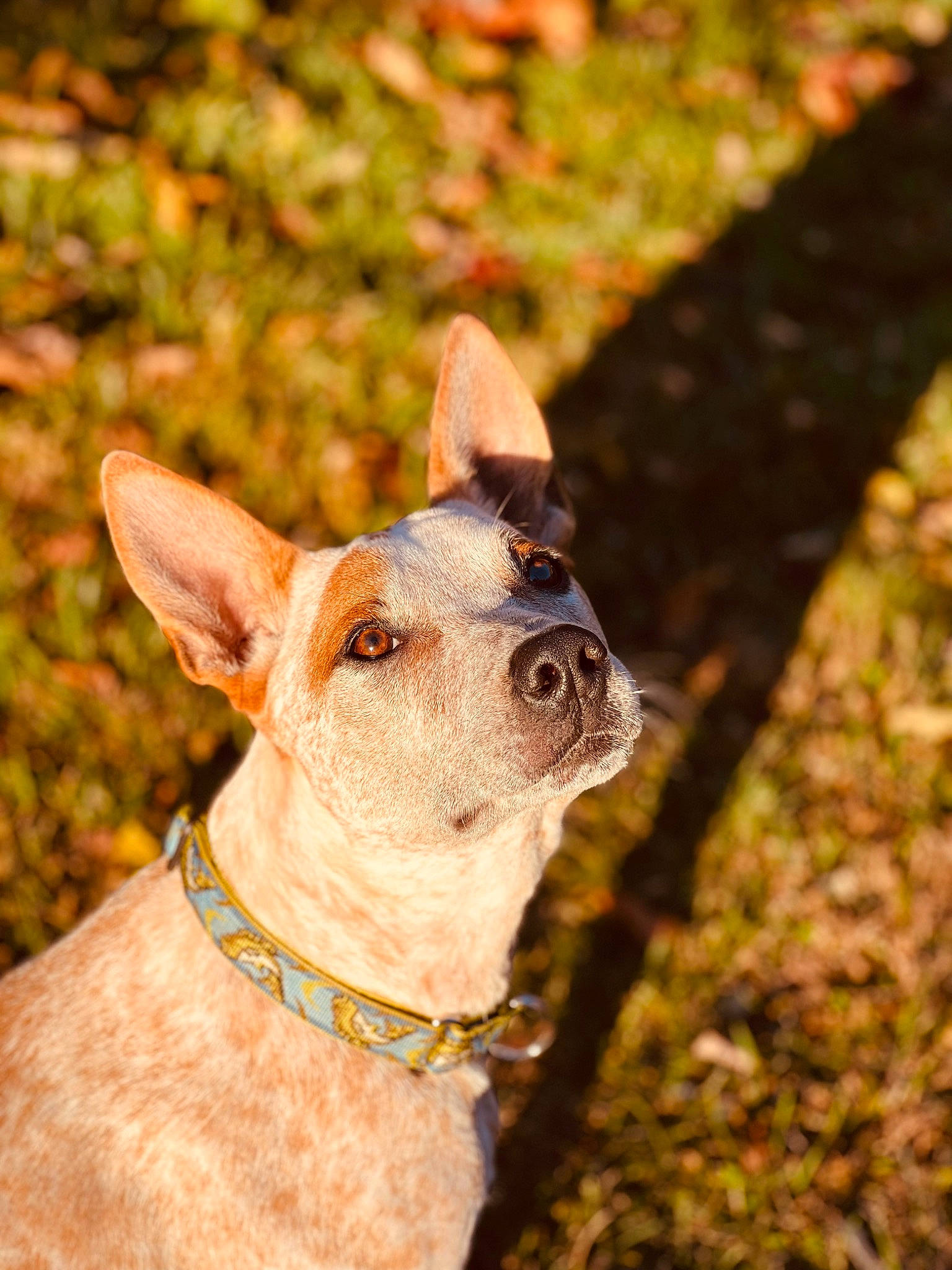 Beau is registered to the contest to win money with this photo: canidae, carnivore, collar, companion_dog, dog, dog_breed, dog_collar, ear, eyewear, fashion_accessory, fawn, grass, pet_supply, snout, sporting_group, sunglasses, terrestrial_animal, toy_dog, whiskers, working_animal