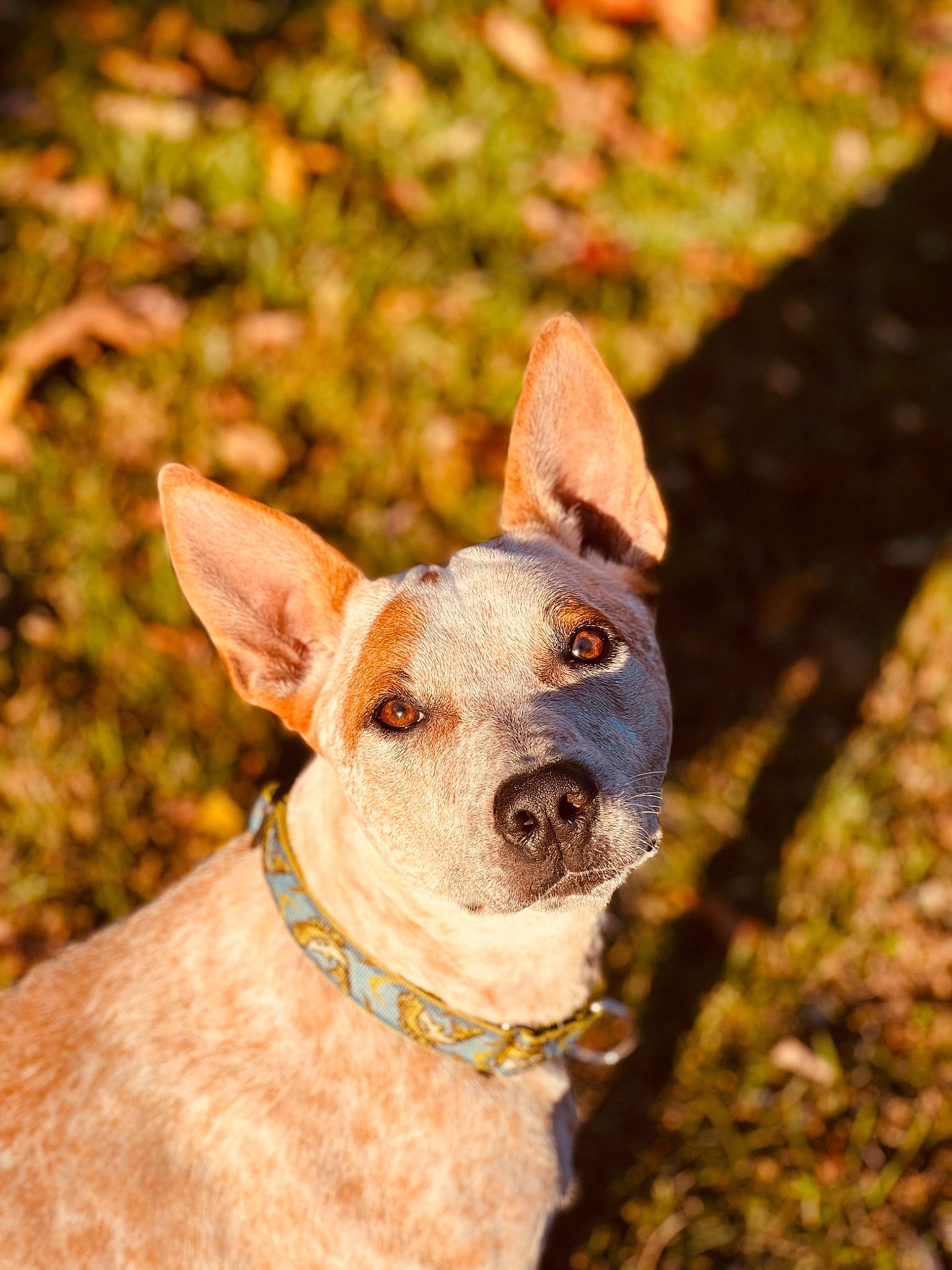 Beau joined the competition — help win amazing prizes! canidae, carnivore, collar, companion_dog, dog, dog_breed, dog_collar, ear, fashion_accessory, fawn, grass, liver, non_sporting_group, snout, sporting_group, terrestrial_animal, whiskers, wood, working_animal