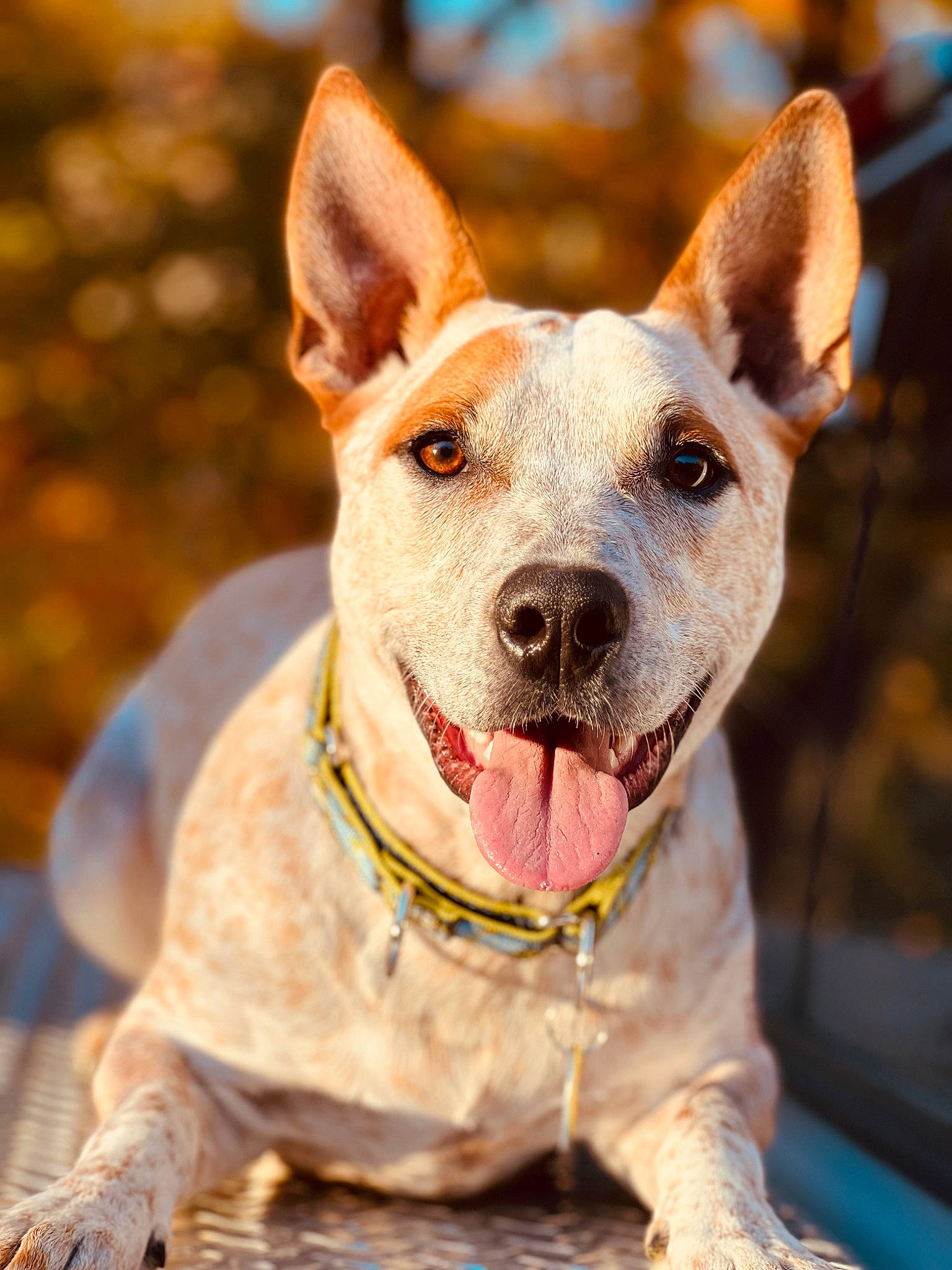 Beau joined the competition — help win amazing prizes! canidae, carnivore, collar, companion_dog, dog, dog_breed, dog_collar, dog_supply, fawn, fur, holiday, non_sporting_group, snout, sporting_group, whiskers, working_animal, working_dog