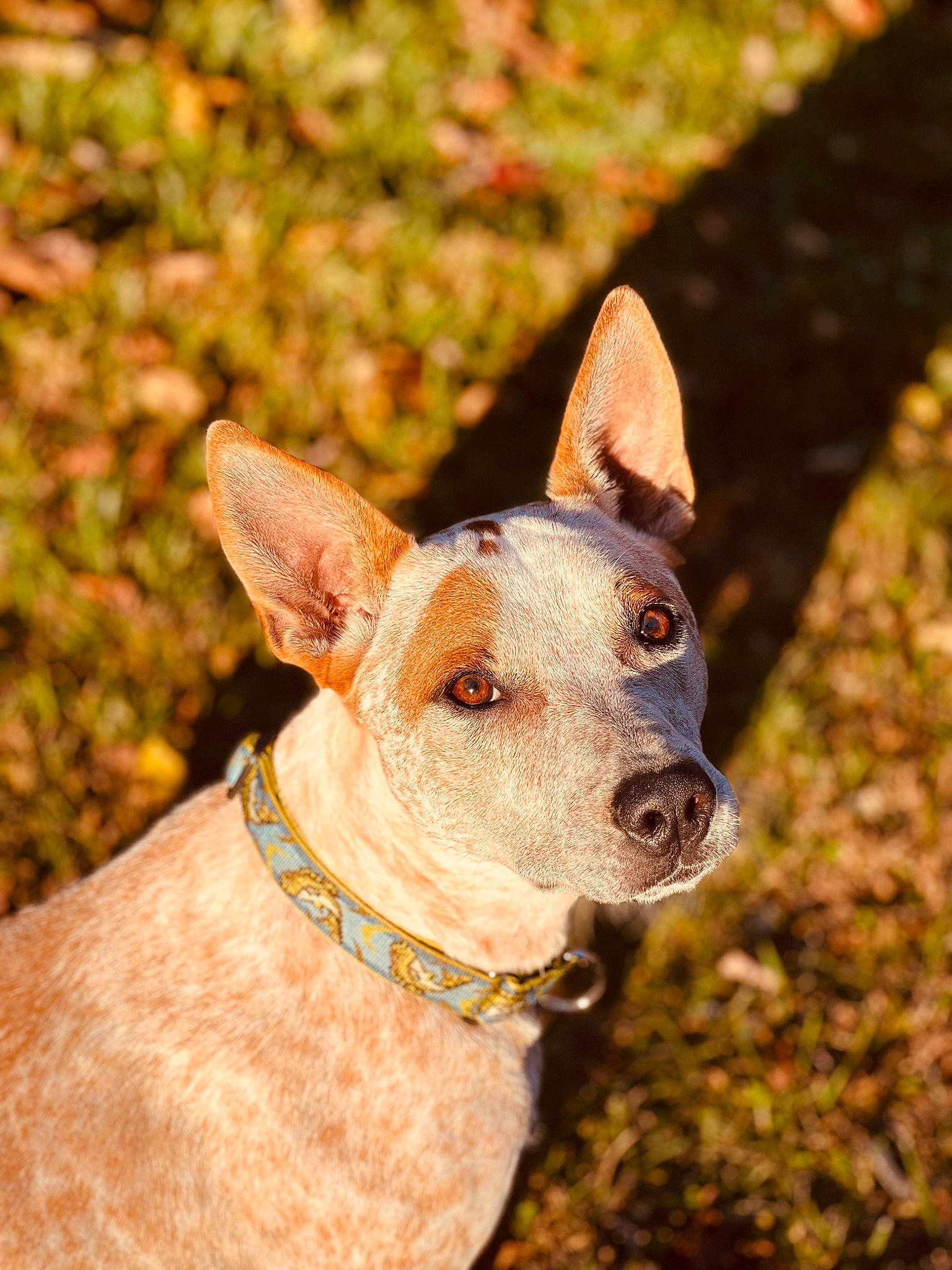 Beau is registered to the contest to win money with this photo: canidae, carnivore, collar, companion_dog, dog, dog_breed, dog_collar, fashion_accessory, fawn, grass, hunting_dog, liver, non_sporting_group, snout, sporting_group, whiskers, working_animal, working_dog