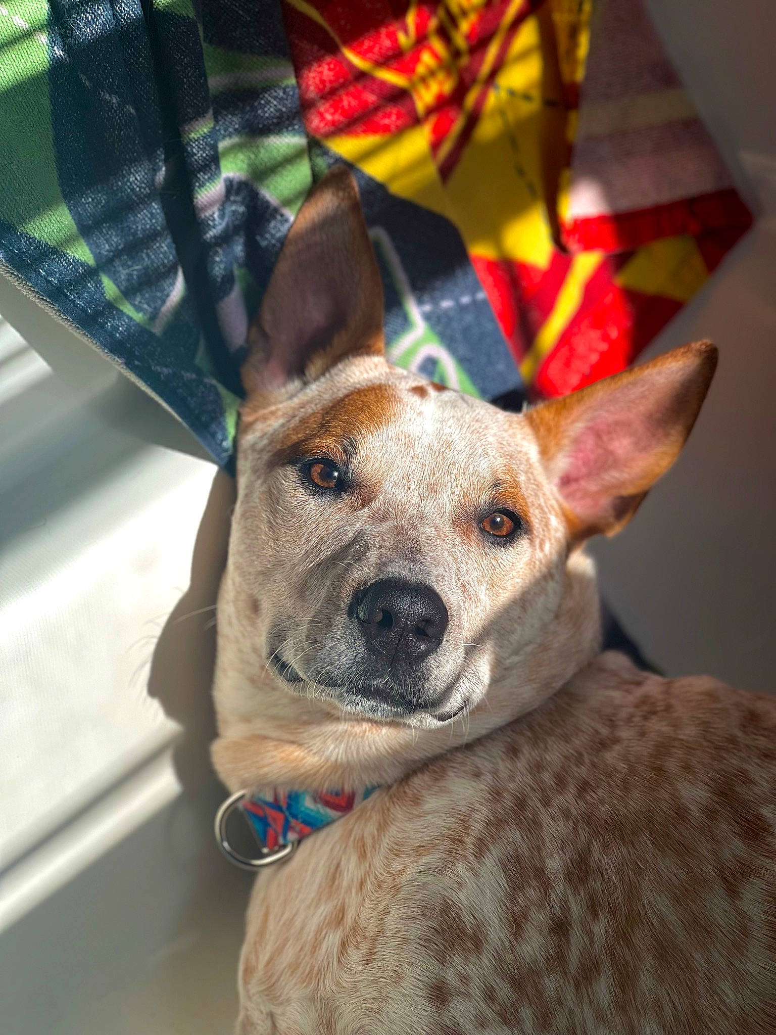 Beau is registered to the contest to win money with this photo: bag, canidae, carnivore, collar, companion_dog, dog, dog_breed, dog_collar, fashion_accessory, fawn, fur, guard_dog, pattern, plaid, snout, sporting_group, tartan, whiskers, working_animal, working_dog