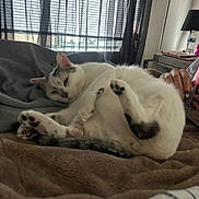 Tiddy Tat joined the competition — help win amazing prizes! cat, pet, sleeping_cat, bed, blanket, paws, fur, tail, indoor, cozy, nap, curtain, window, lamp, nightstand, water_bottle, hand, relaxing, soft_texture, home