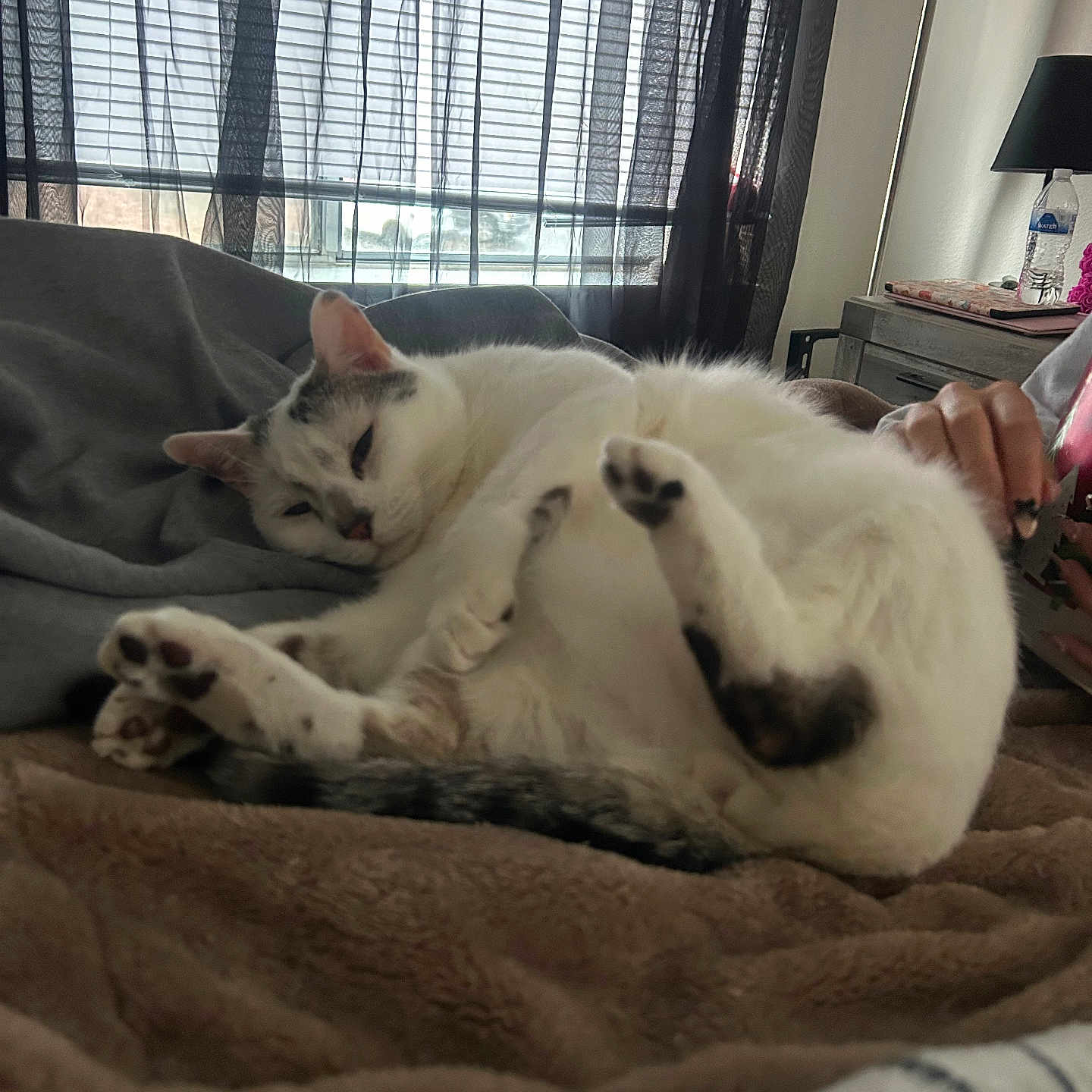 Tiddy Tat joined the competition — help win amazing prizes! bed, blanket, cat, cozy, curtain, fur, hand, home, indoor, lamp, nap, nightstand, paws, pet, relaxing, sleeping_cat, soft_texture, tail, water_bottle, window