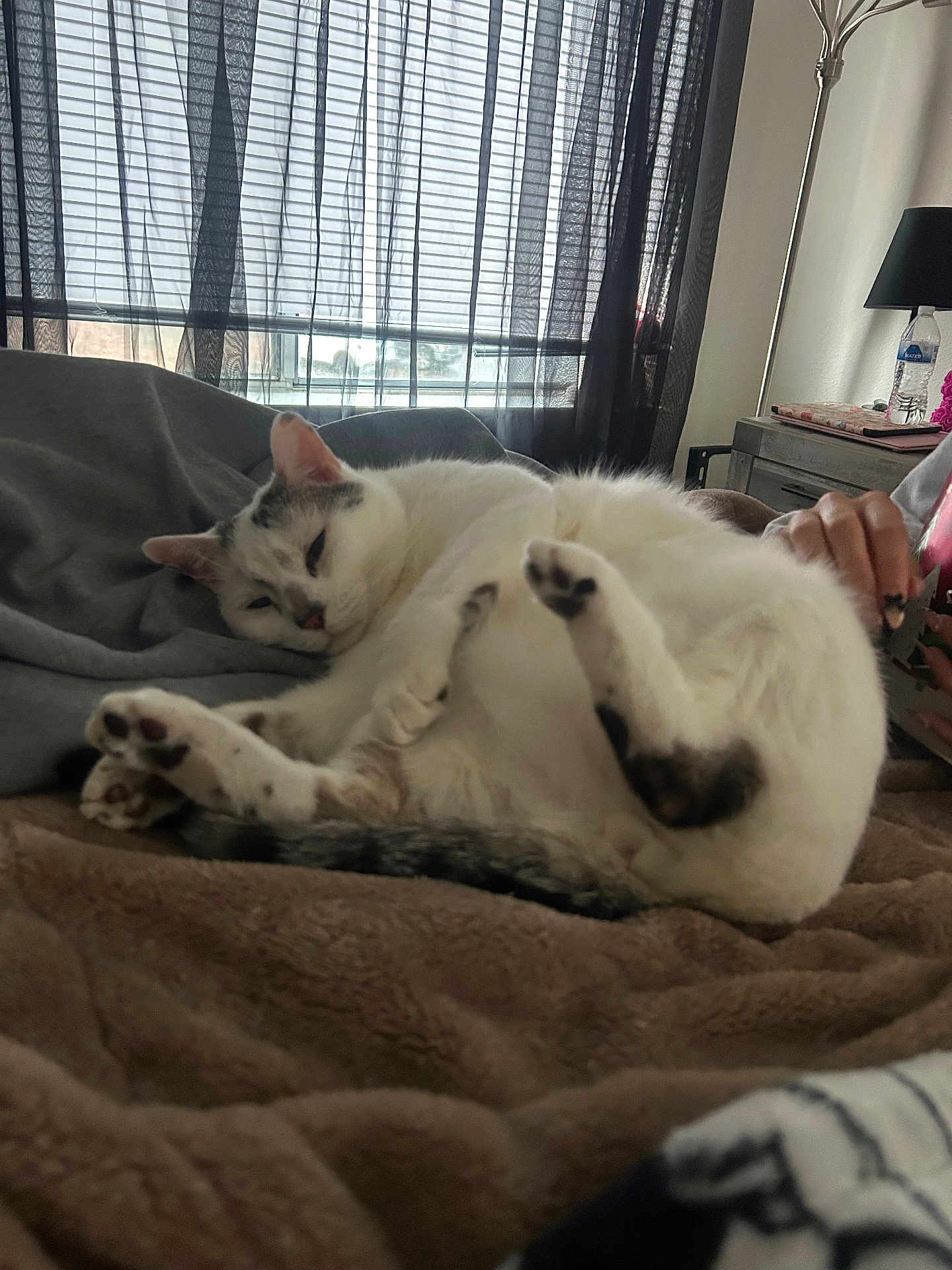 Tiddy Tat joined the competition — help win amazing prizes! cat, pet, sleeping_cat, bed, blanket, paws, fur, tail, indoor, cozy, nap, curtain, window, lamp, nightstand, water_bottle, hand, relaxing, soft_texture, home