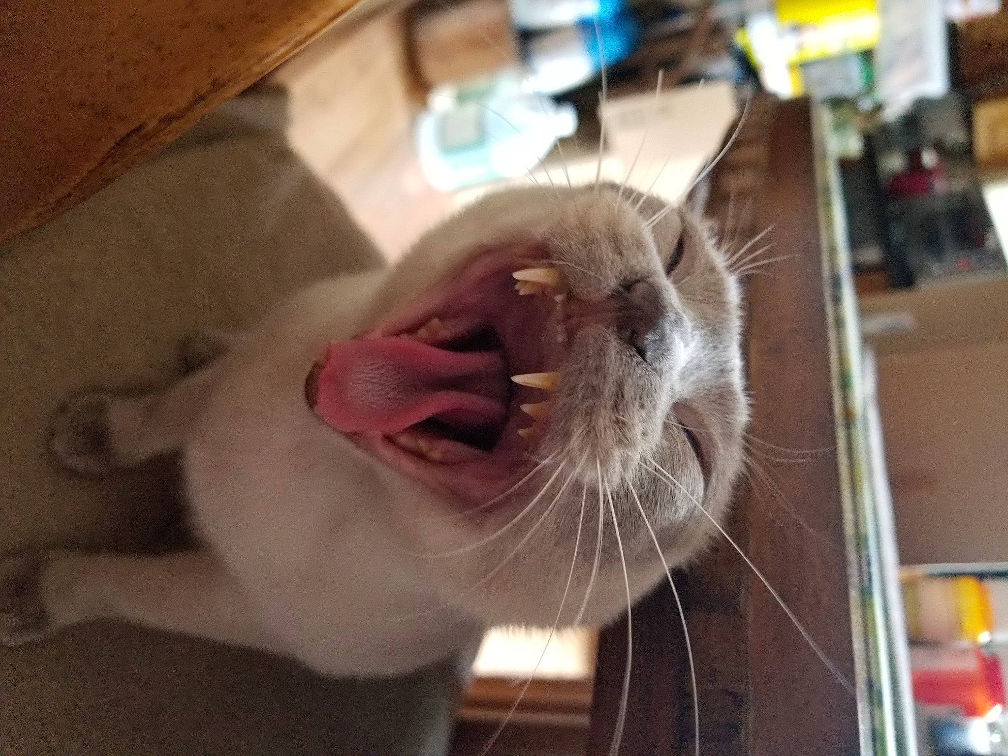 Izzy joined the competition — help win amazing prizes! box, carnivore, cat, claw, collar, domestic_short_haired_cat, ear, fang, fawn, felidae, fur, jaw, mammal, paw, pet_supply, small_to_medium_sized_cats, snout, vertebrate, whiskers, yawn