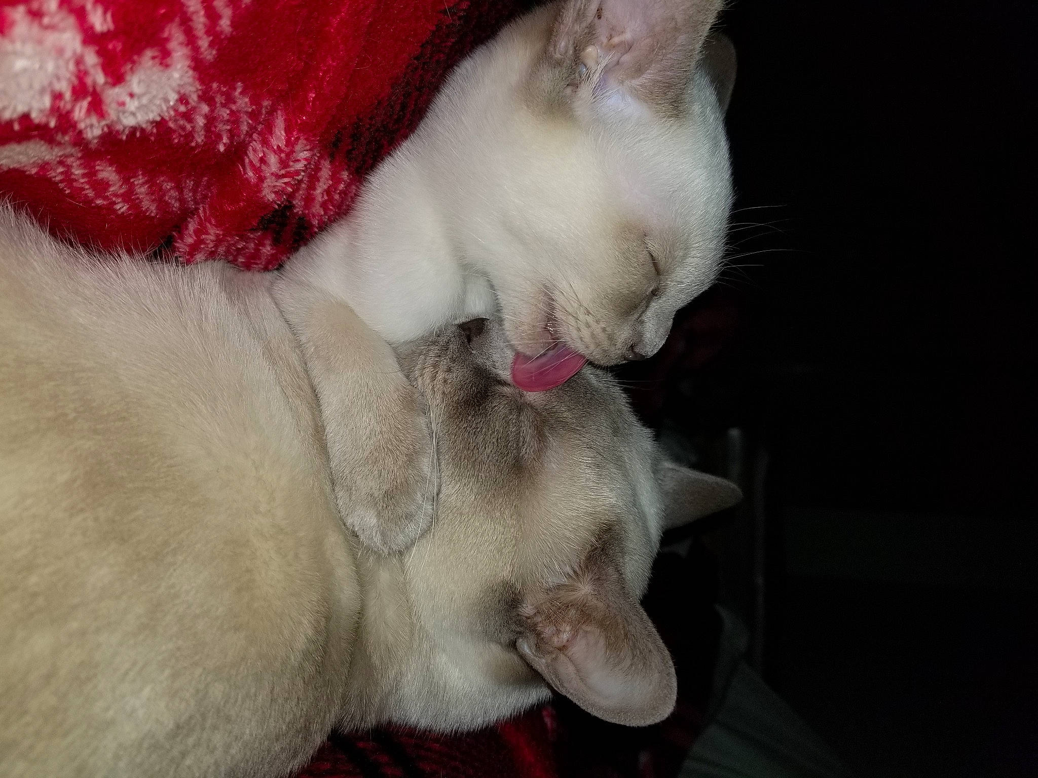 Izzy is registered to the contest to win money with this photo: carnivore, cat, claw, collar, comfort, domestic_short_haired_cat, ear, fang, fawn, felidae, fur, nap, paw, small_to_medium_sized_cats, snout, tail, whiskers