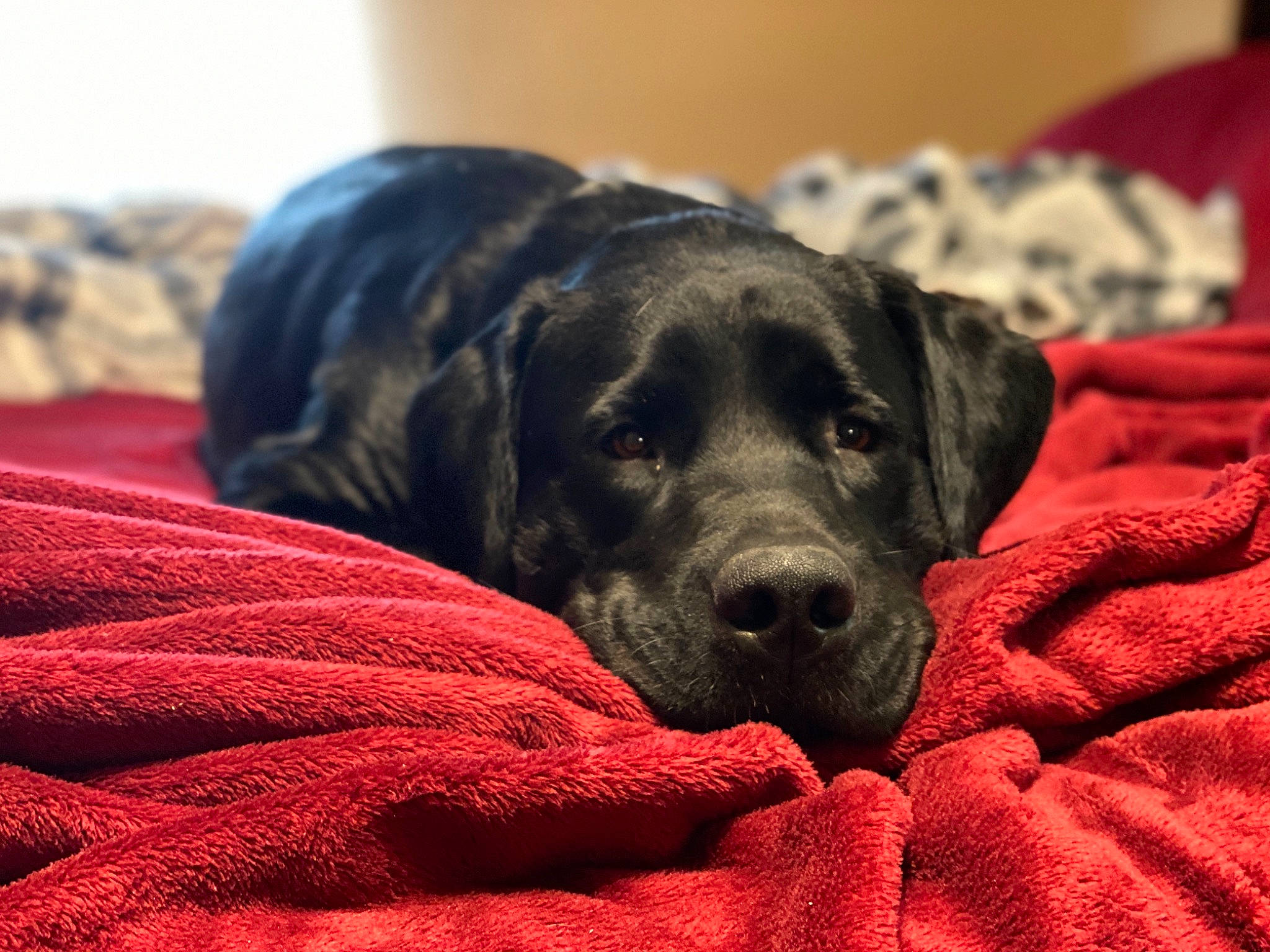Gauge joined the competition — help win amazing prizes! beagador, canidae, carnivore, companion_dog, dog, dog_breed, guard_dog, labrador_retriever, mammal, nap, puppy, retriever, snout, sporting_group, vertebrate, whiskers