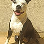 dog, pet, pitbull, sitting, tongue_out, smiling, black_and_white, short_hair, ears, paws, sunlight, shadow, textured_wall, tiled_floor, domestic, portrait, happy, canine, outdoor, closeup