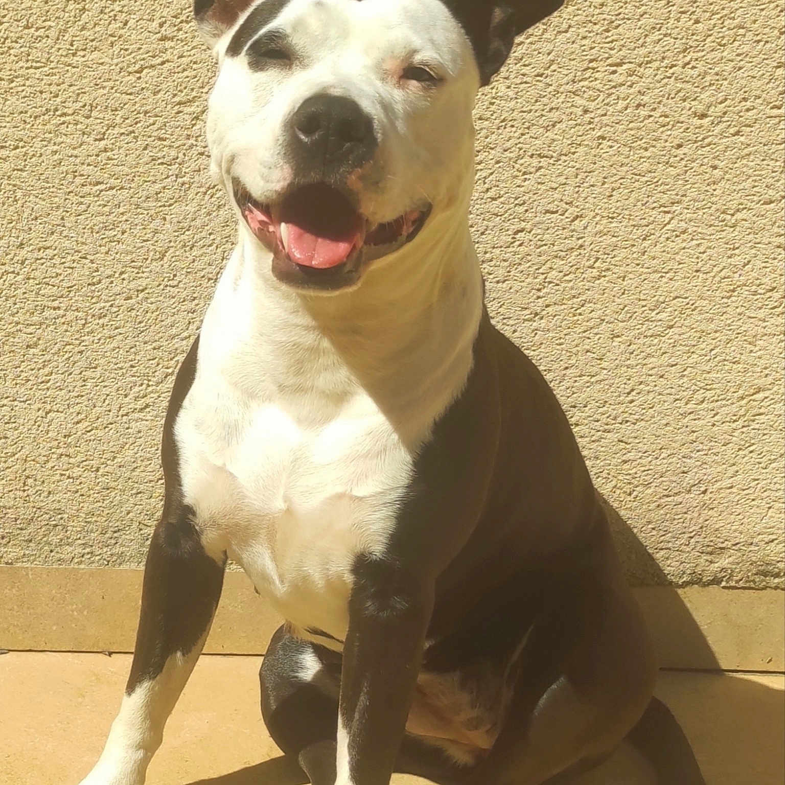 Thaîs a rejoint le concours — aidez-le/la à gagner de superbes lots ! black_and_white, canine, closeup, dog, domestic, ears, happy, outdoor, paws, pet, pitbull, portrait, shadow, short_hair, sitting, smiling, sunlight, textured_wall, tiled_floor, tongue_out