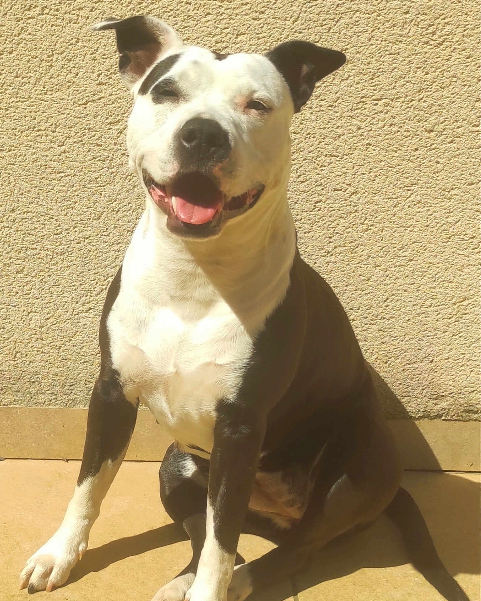 Thaîs a rejoint le concours — aidez-le/la à gagner de superbes lots ! dog, pet, pitbull, sitting, tongue_out, smiling, black_and_white, short_hair, ears, paws, sunlight, shadow, textured_wall, tiled_floor, domestic, portrait, happy, canine, outdoor, closeup