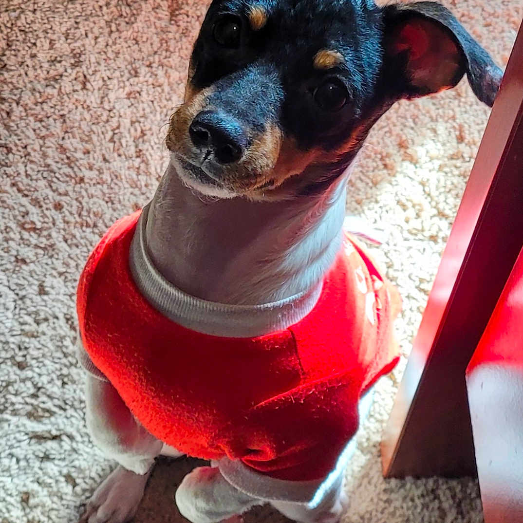 Jax joined the competition — help win amazing prizes! accessories, animal, ball, canine, chihuahua, clothing, costume, dog, face, hat, head, hound, indoors, person, pet, photography, portrait, puppy, sport, tennis