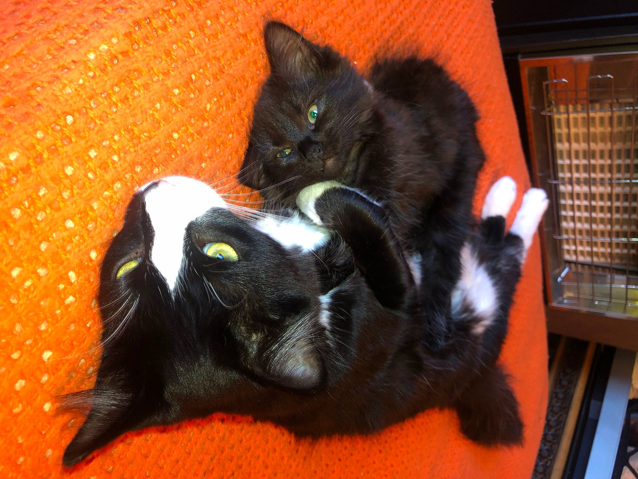 Jackson is registered to the contest to win money with this photo: black_cat, carnivore, cat, claw, comfort, dog_breed, domestic_short_haired_cat, ear, felidae, foot, fur, paw, small_to_medium_sized_cats, snout, tail, terrestrial_animal, whiskers