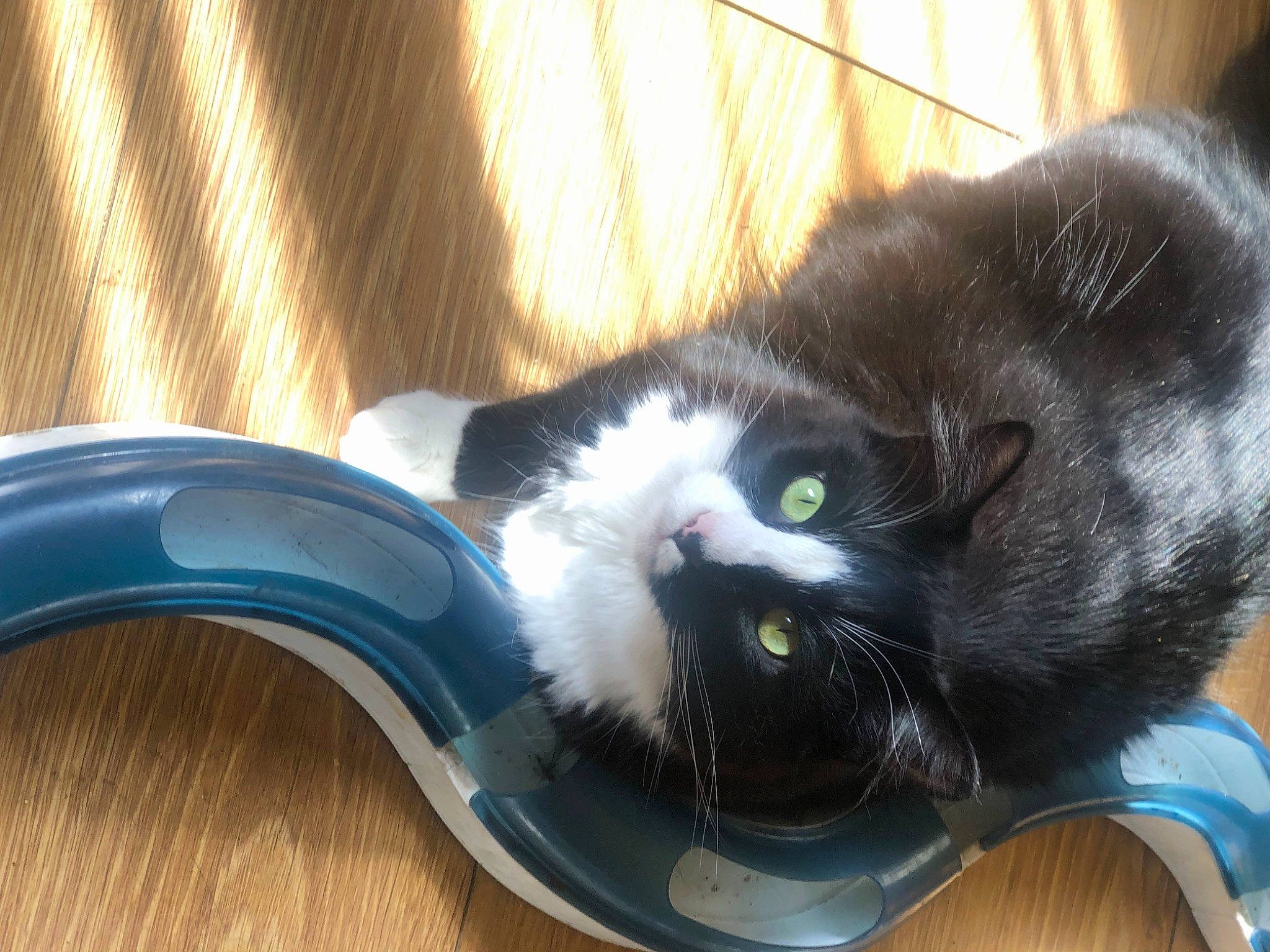Jackson joined the competition — help win amazing prizes! carnivore, cat, claw, comfort, domestic_short_haired_cat, electric_blue, felidae, foot, fur, hardwood, mammal, paw, pet_supply, small_to_medium_sized_cats, snout, tail, vertebrate, whiskers, window, wood