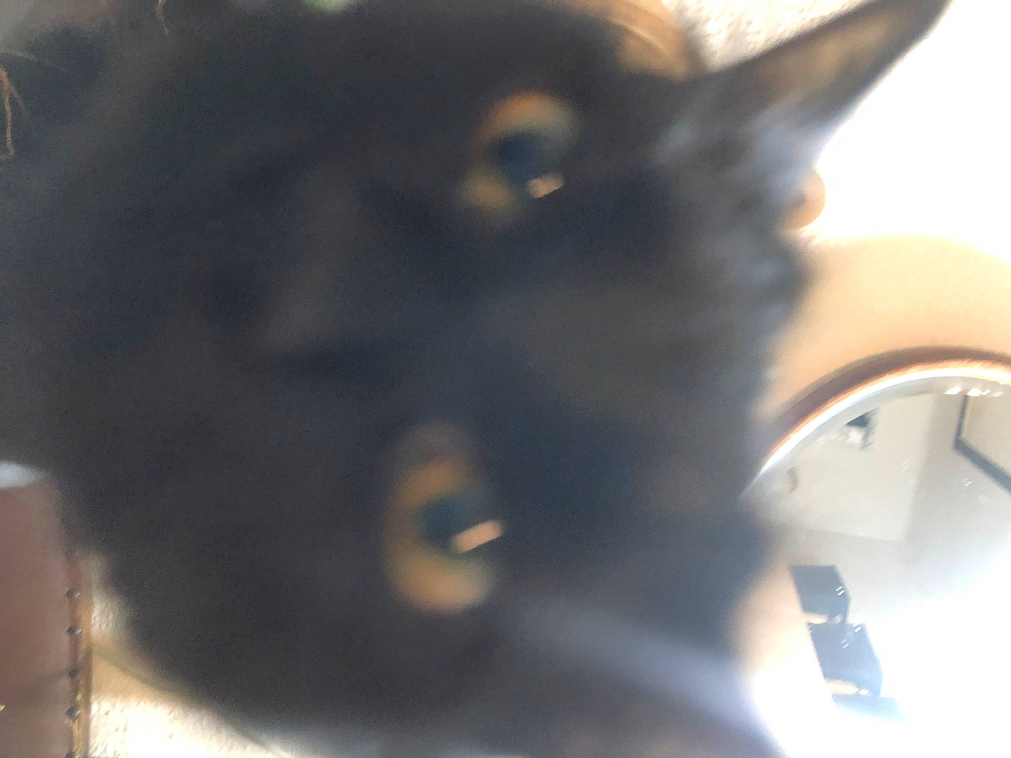 Iggy Pop joined the competition — help win amazing prizes! black_cat, bombay, canidae, carnivore, cat, dog_breed, domestic_short_haired_cat, ear, felidae, fur, jaw, small_to_medium_sized_cats, snout, tail, terrestrial_animal, whiskers, window