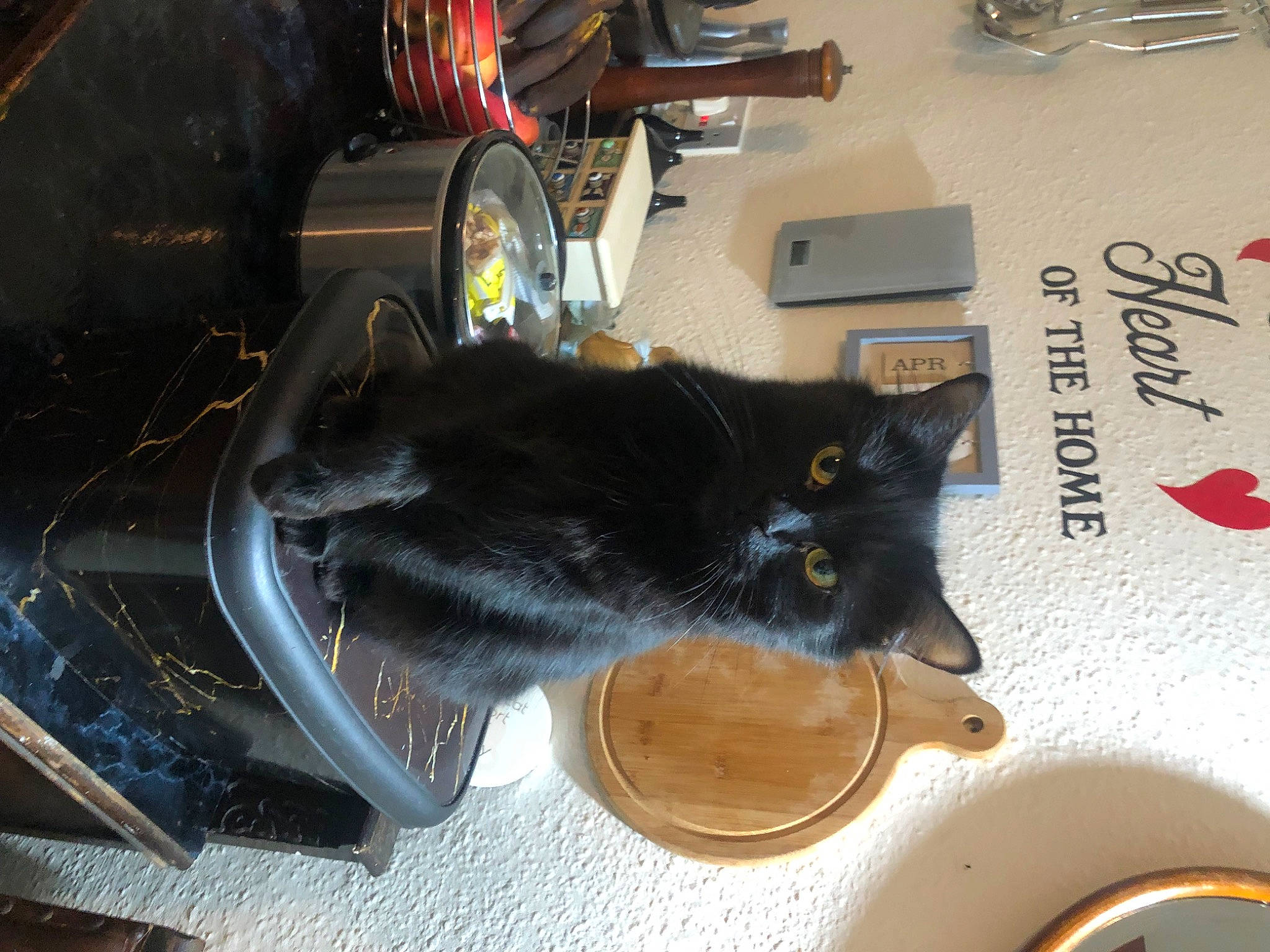 Iggy Pop is registered to the contest to win money with this photo: audio_equipment, bag, black_cat, bombay, cable, carnivore, cat, domestic_short_haired_cat, electronic_device, felidae, fur, gadget, luggage_and_bags, personal_protective_equipment, plant, small_to_medium_sized_cats, table, tail, whiskers, wire