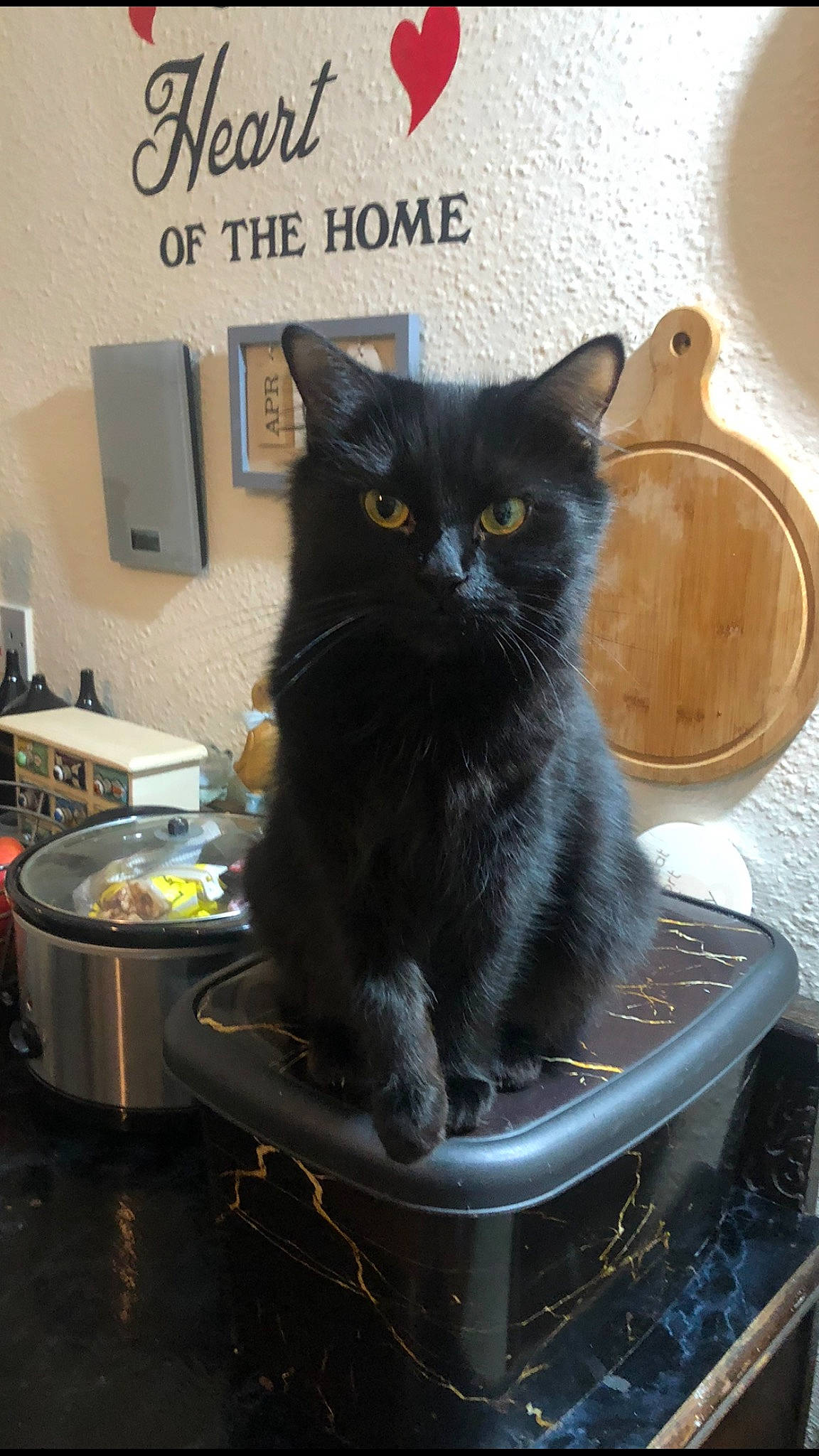 Iggy Pop is registered to the contest to win money with this photo: black_cat, bombay, box, cardboard, carnivore, cat, cat_furniture, cat_supply, cooking, domestic_short_haired_cat, felidae, fur, pet_supply, room, sitting, small_to_medium_sized_cats, tail, whiskers, window