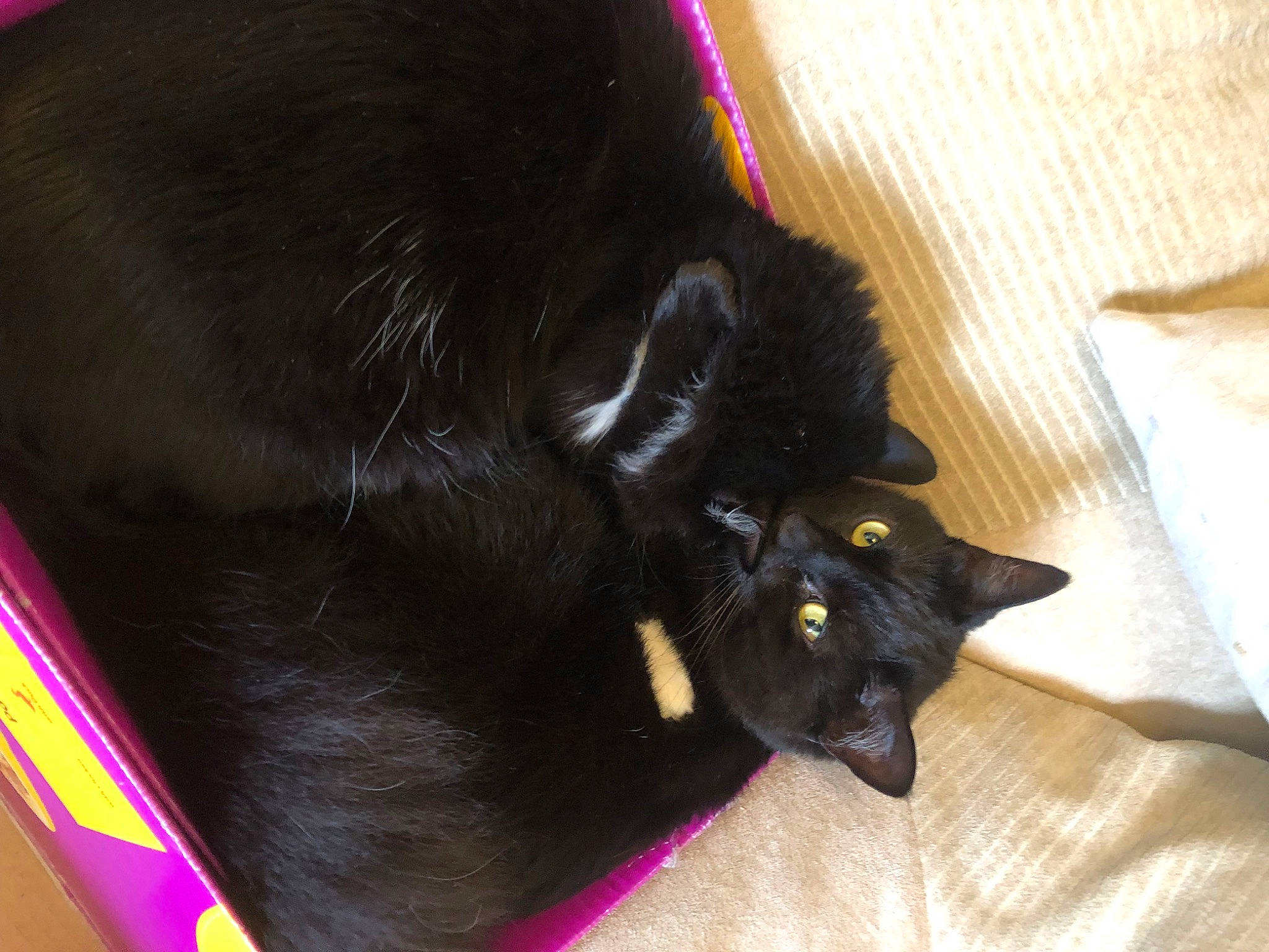 Skylar is registered to the contest to win money with this photo: black_cat, bombay, carnivore, cat, claw, comfort, dog_breed, domestic_short_haired_cat, felidae, flooring, fur, hardwood, magenta, small_to_medium_sized_cats, tail, whiskers