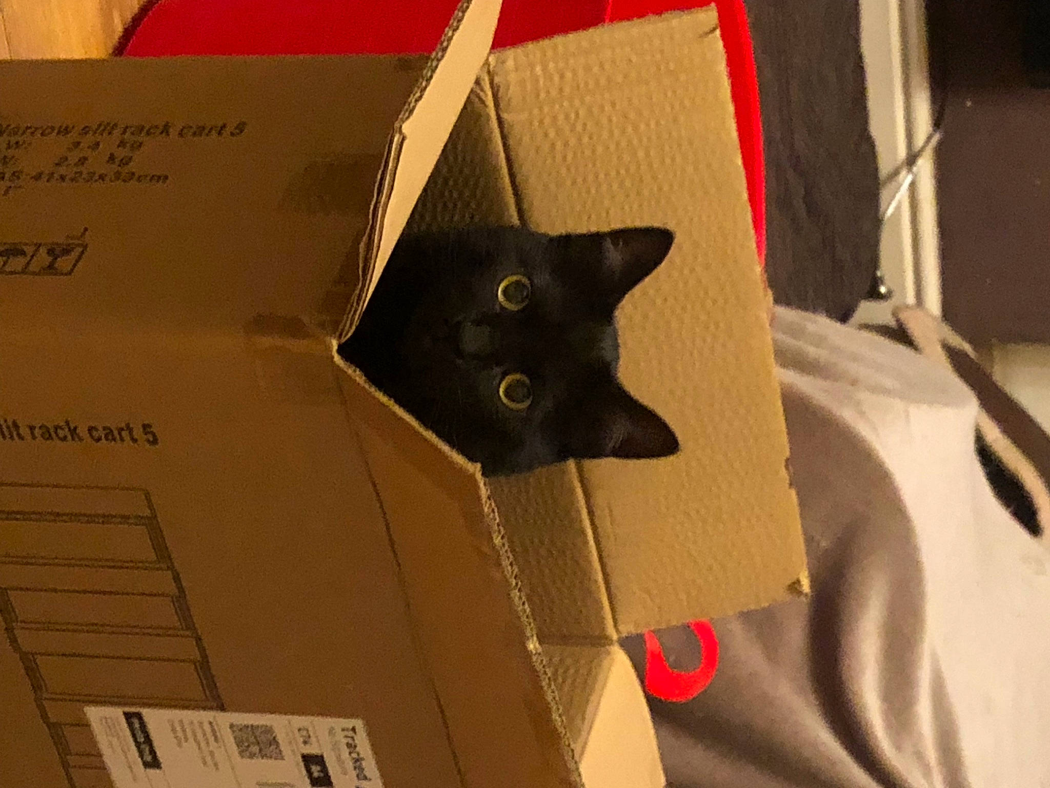 Skylar is registered to the contest to win money with this photo: audio_equipment, box, cardboard, carmine, carnivore, carton, cat, felidae, font, material_property, package_delivery, packaging_and_labeling, packing_materials, paper, paper_bag, paper_product, shipping_box, small_to_medium_sized_cats, whiskers, wood