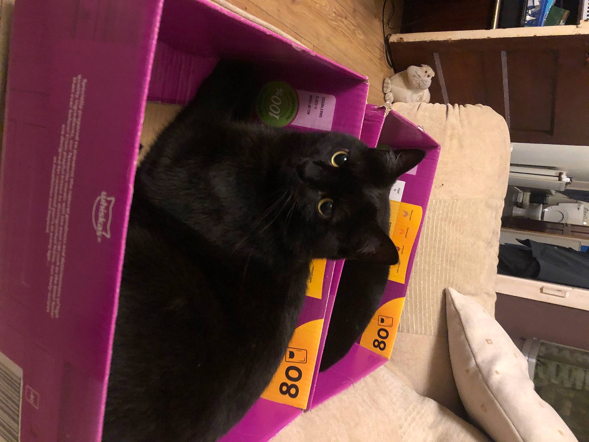 Skylar joined the competition — help win amazing prizes! bombay, bookcase, box, cardboard, carmine, carnivore, carton, cat, felidae, magenta, packaging_and_labeling, packing_materials, paper, paper_product, purple, shelf, shelving, small_to_medium_sized_cats, whiskers, wood