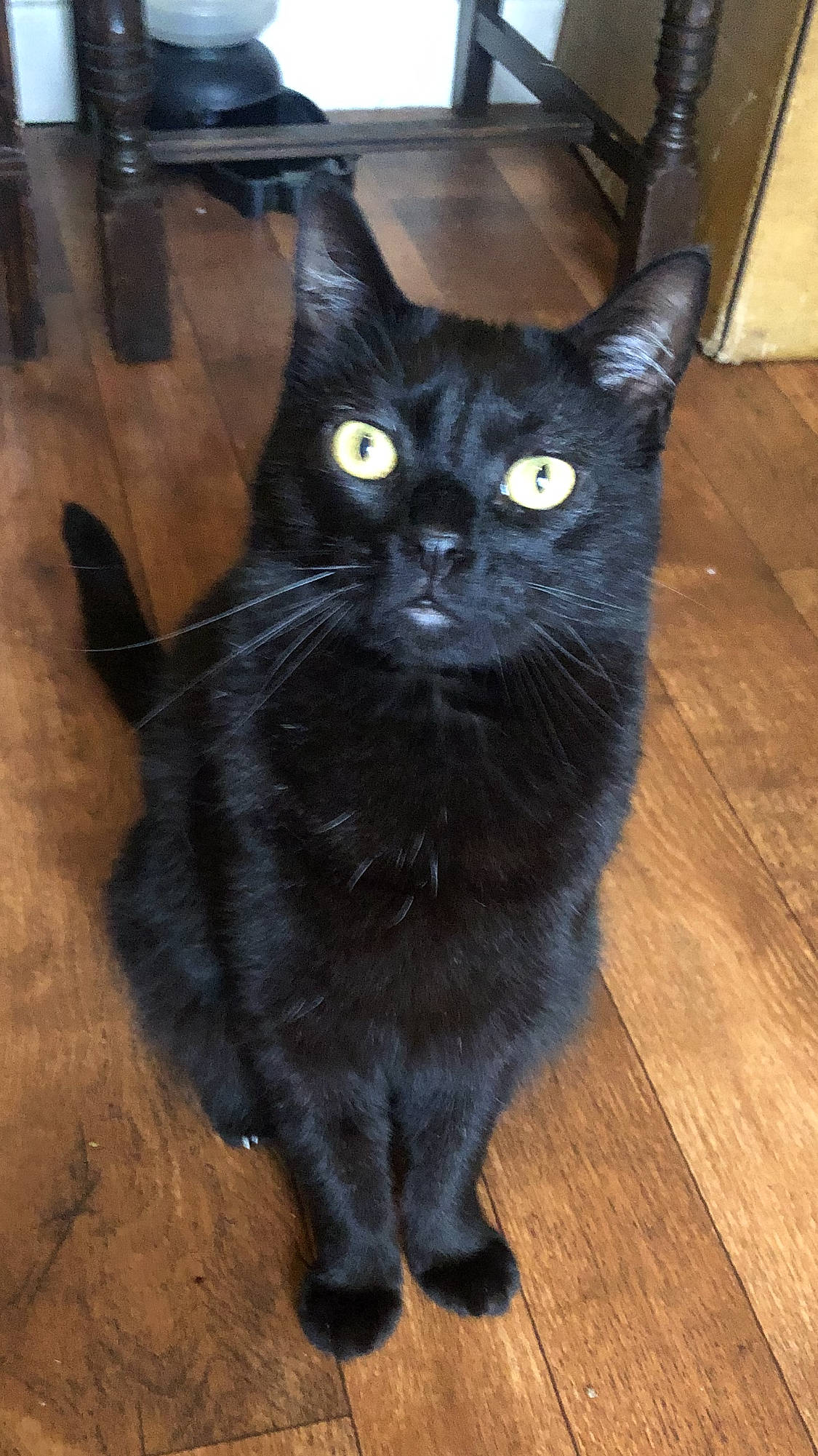 Skylar joined the competition — help win amazing prizes! black_cat, bombay, carnivore, cat, domestic_short_haired_cat, felidae, floor, flooring, fur, hardwood, laminate_flooring, small_to_medium_sized_cats, snout, tail, terrestrial_animal, varnish, whiskers, wood, wood_flooring, wood_stain