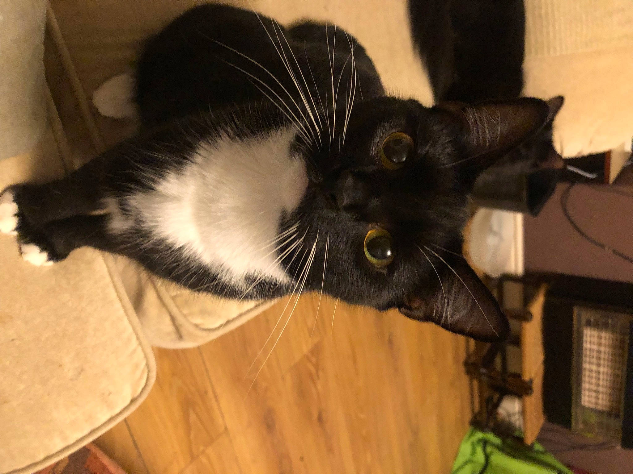Craddock is registered to the contest to win money with this photo: black_cat, carnivore, cat, claw, comfort, domestic_short_haired_cat, ear, felidae, flooring, fur, hardwood, paw, small_to_medium_sized_cats, snout, tail, whiskers, wood, wood_flooring