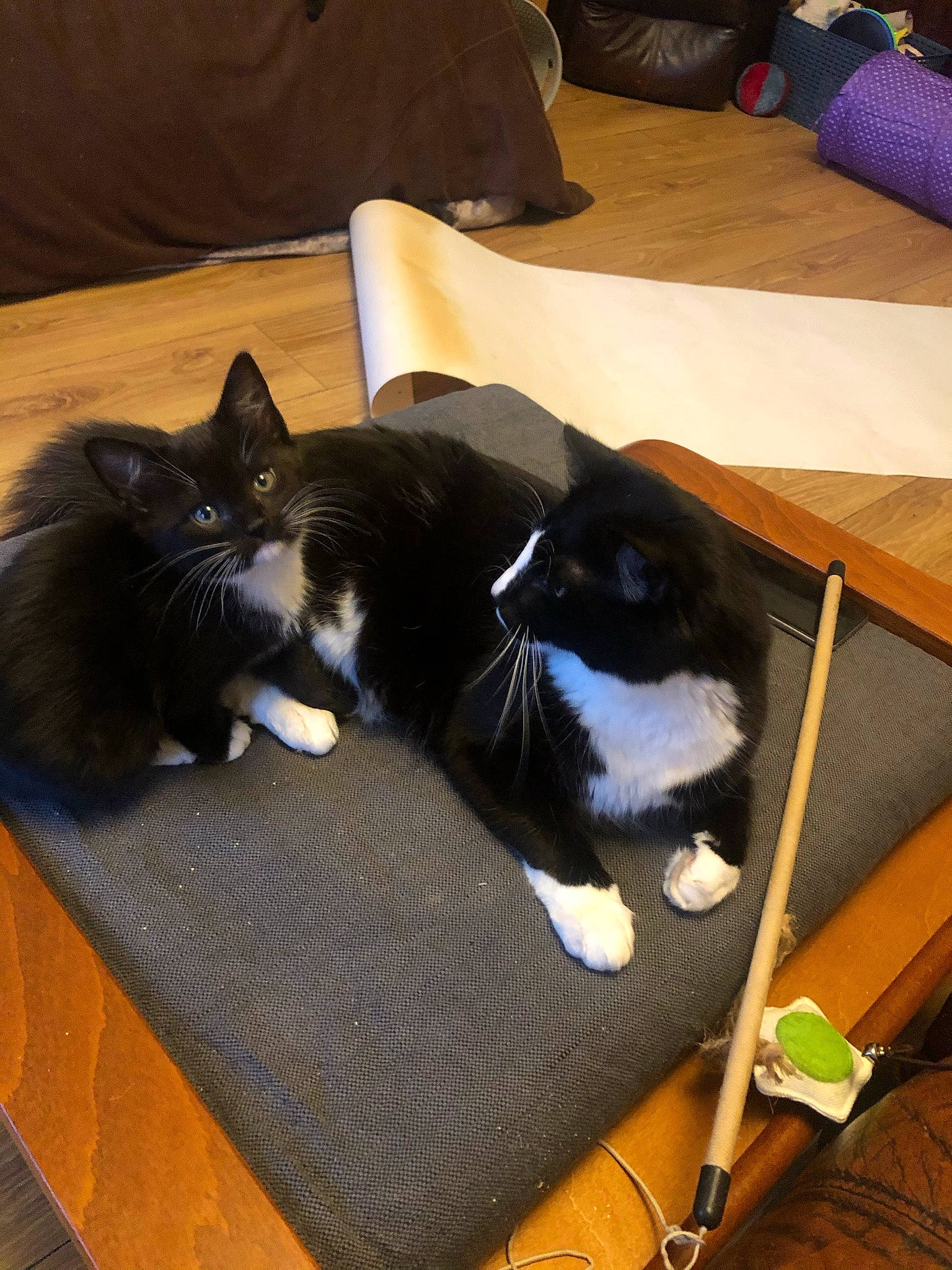 Craddock is registered to the contest to win money with this photo: canidae, carnivore, cat, comfort, companion_dog, domestic_short_haired_cat, felidae, floor, flooring, fur, grey, hardwood, lap, luggage_and_bags, room, small_to_medium_sized_cats, tail, vertebrate, whiskers, wood