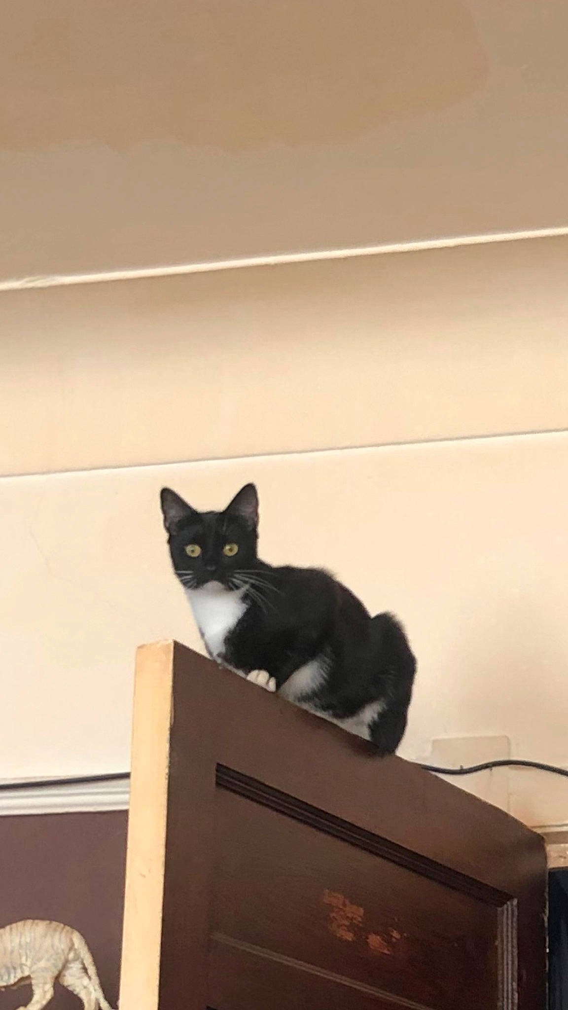 Craddock joined the competition — help win amazing prizes! black_cat, box, cardboard, carnivore, cat, domestic_short_haired_cat, felidae, flooring, fur, grey, hardwood, packaging_and_labeling, paper_product, room, small_to_medium_sized_cats, snout, tail, whiskers, window, wood