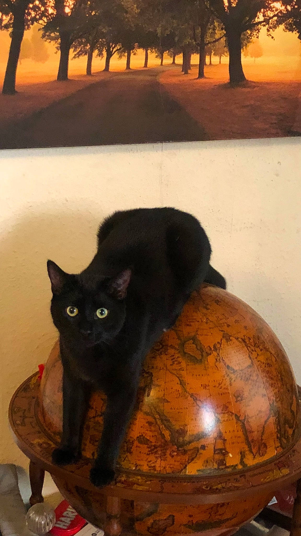 Rupert Bear joined the competition — help win amazing prizes! black, bombay, calabaza, carnivore, cat, felidae, gourd, light, photograph, pumpkin, shade, small_to_medium_sized_cats, snapshot, snout, tail, tints_and_shades, whiskers, window, winter_squash, yellow