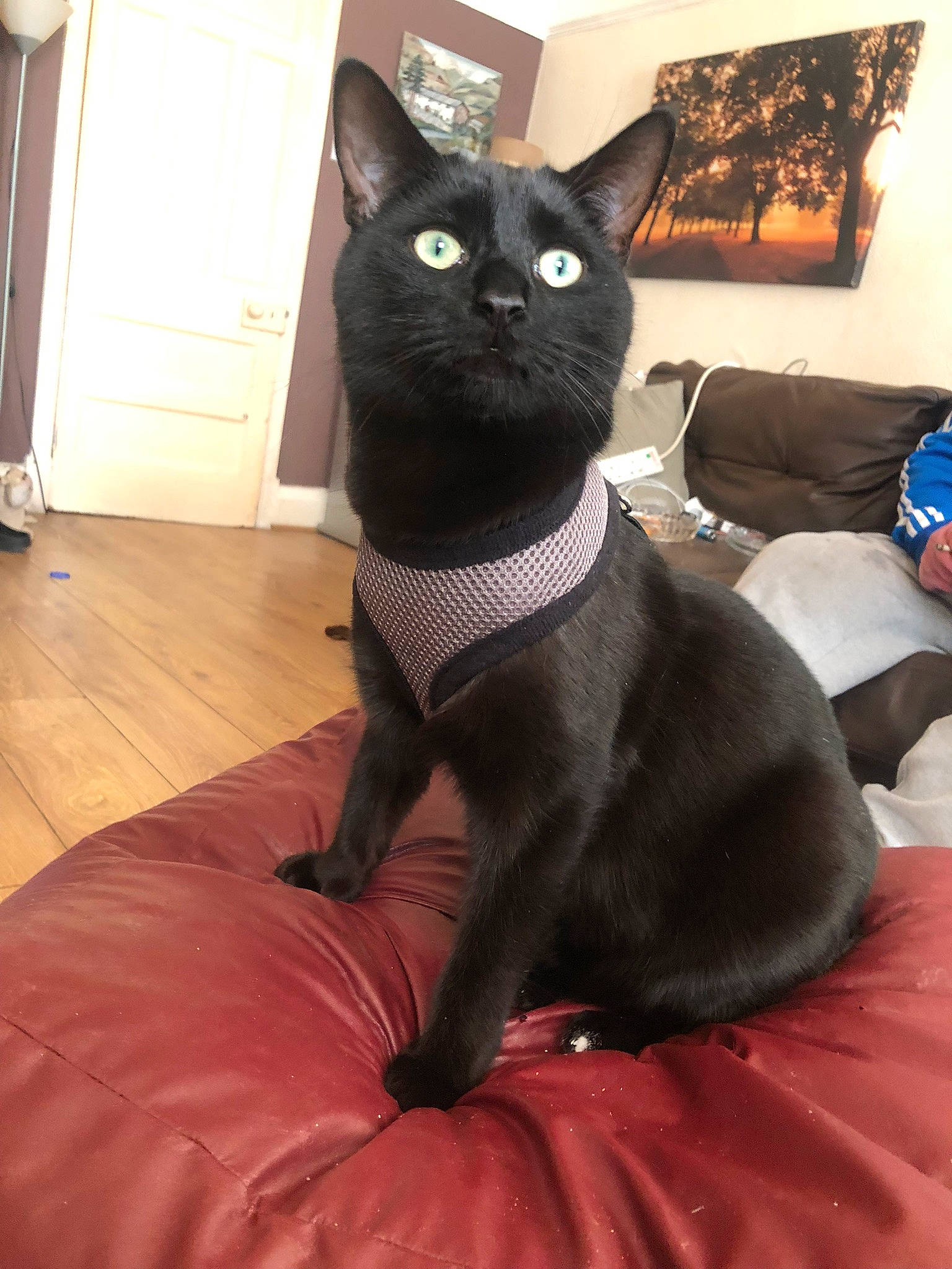 Rupert Bear joined the competition — help win amazing prizes! black_cat, bombay, cabinetry, carnivore, cat, comfort, domestic_short_haired_cat, door, felidae, flooring, fur, grey, hardwood, human_body, small_to_medium_sized_cats, snout, tail, terrestrial_animal, whiskers, wood