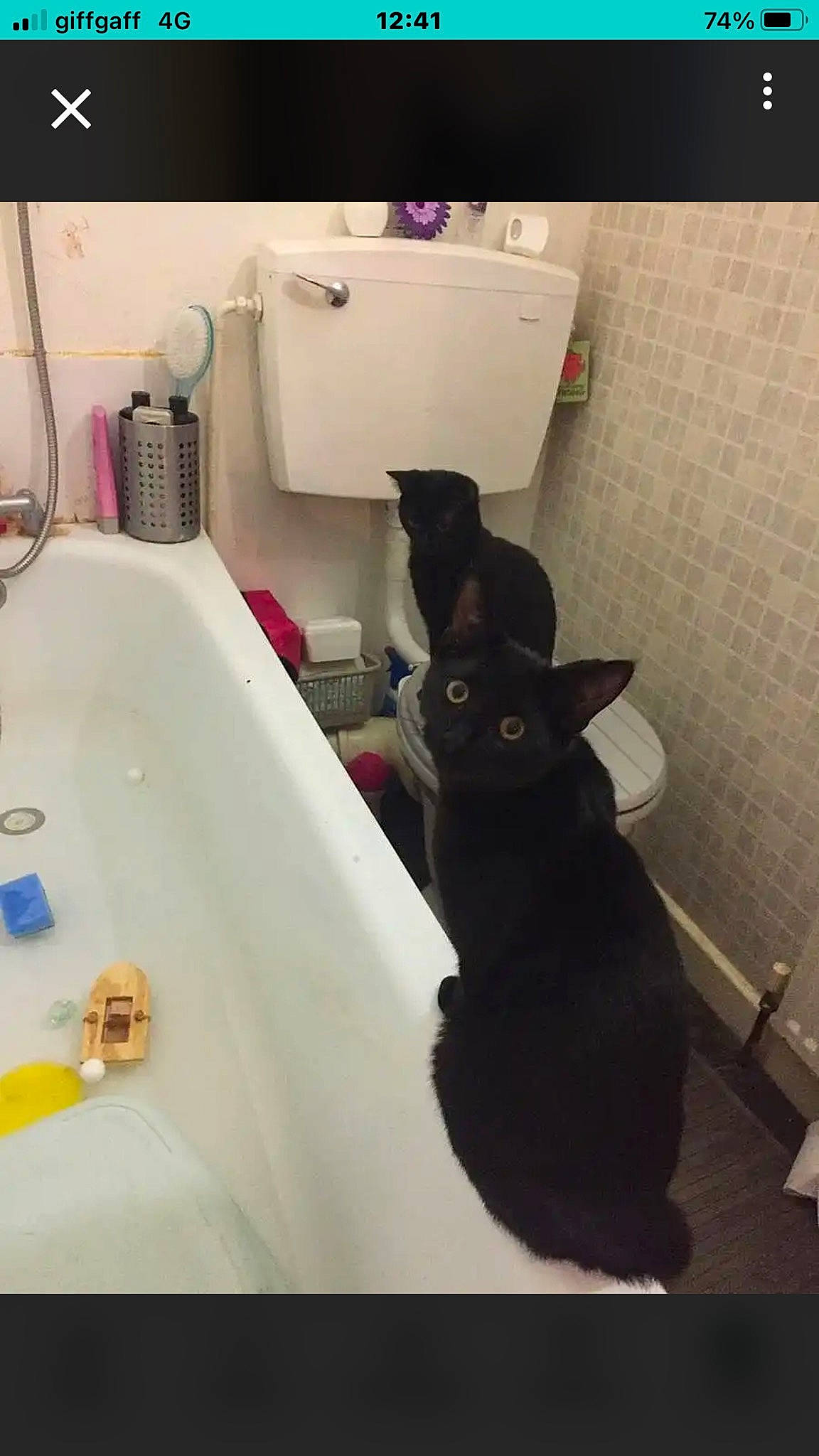 Rupert Bear joined the competition — help win amazing prizes! bathroom, bathroom_sink, black_cat, carnivore, cat, comfort, felidae, floor, flooring, fluid, interior_design, plumbing, plumbing_fixture, purple, rectangle, sink, small_to_medium_sized_cats, tail, tap, whiskers