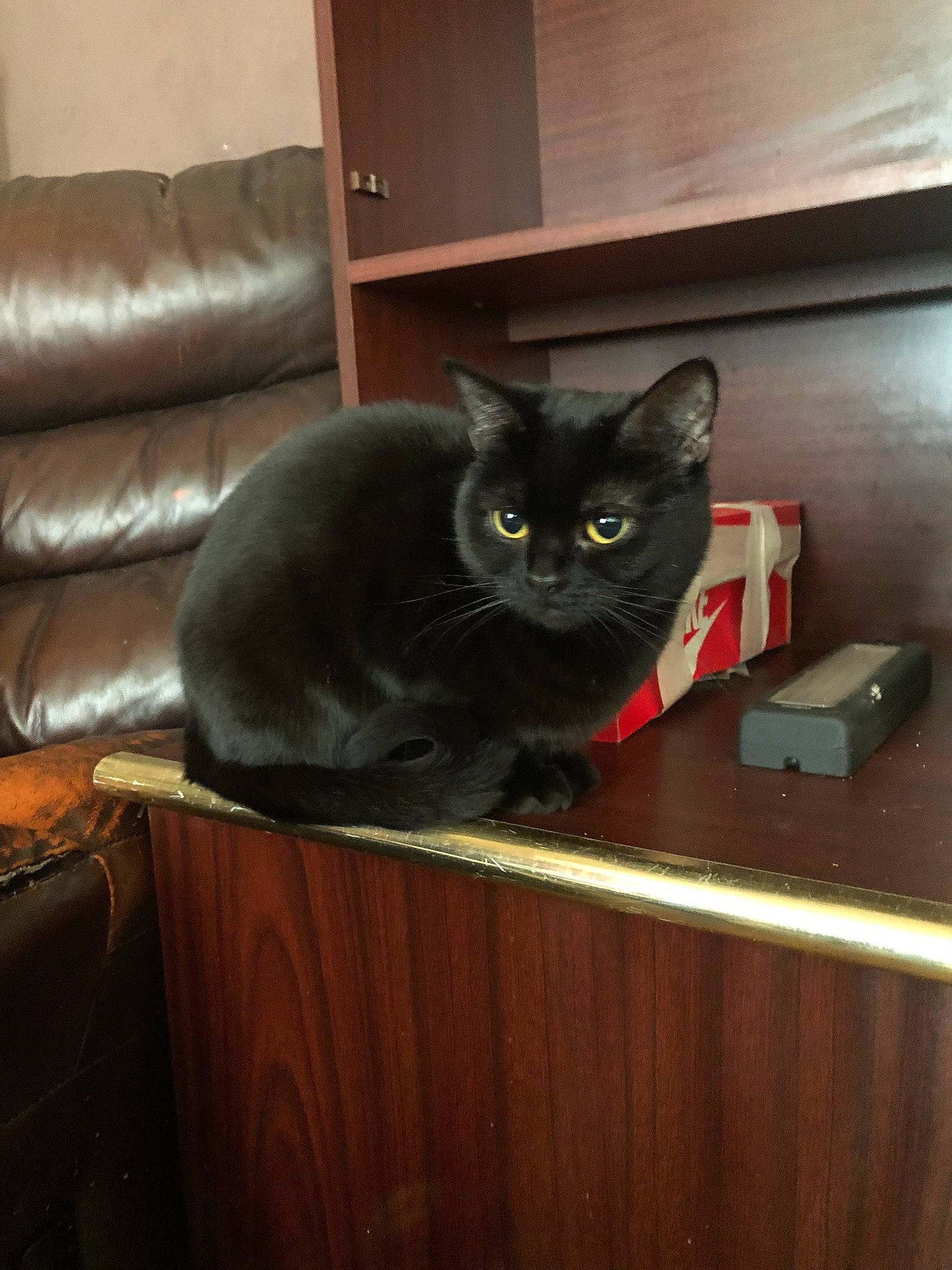 Cocopop joined the competition — help win amazing prizes! audio_equipment, black_cat, bombay, carnivore, cat, comfort, couch, domestic_short_haired_cat, felidae, flooring, grey, hardwood, plywood, room, small_to_medium_sized_cats, studio_couch, tail, whiskers, wood, wood_stain