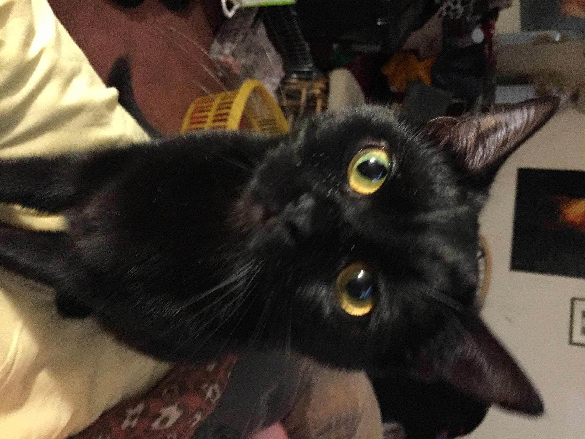 Cocopop joined the competition — help win amazing prizes! black_cat, bombay, carnivore, cat, claw, domestic_short_haired_cat, ear, felidae, fur, picture_frame, plant, small_to_medium_sized_cats, snout, tail, whiskers