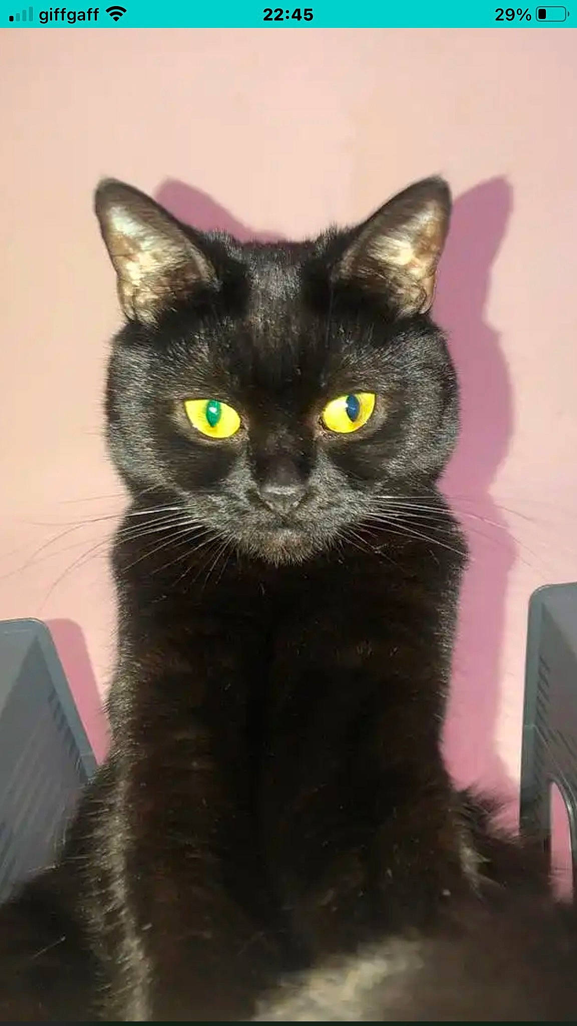 Cocopop is registered to the contest to win money with this photo: black_cat, bombay, carnivore, cat, cat_furniture, domestic_short_haired_cat, felidae, fur, havana_brown, small_to_medium_sized_cats, snout, whiskers