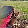 backpack, brown, canine, cloudy, daytime, dog, field, grass, ground, nature, outdoor, pet, puppy, rocks, side_view, sitting, sky, sticks, trees, white