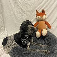 Hyko a rejoint le concours — aidez-le/la à gagner de superbes lots ! animal, bandana, black_and_white, companion, cute, dog, dog_bed, ears, fabric_backdrop, fluffy, fox_toy, indoor, laying_down, pet, plush_toy, portrait, relaxed, snout, soft_texture, stuffed_animal