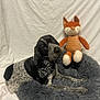animal, bandana, black_and_white, companion, cute, dog, dog_bed, ears, fabric_backdrop, fluffy, fox_toy, indoor, laying_down, pet, plush_toy, portrait, relaxed, snout, soft_texture, stuffed_animal