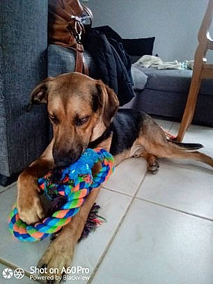 Rox a rejoint le concours — aidez-le/la à gagner de superbes lots ! canidae, carnivore, collar, comfort, companion_dog, dog, dog_breed, dog_collar, dog_supply, floor, hound, liver, mammal, pet_supply, snout, sporting_group, tail, vertebrate, working_animal, working_dog