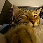 Chanelle participe au concours pour gagner de l'argent avec cette photo : cat, tabby, sleeping, paw, close_up, indoor, cozy, pet, feline, whiskers, nose, ears, bed, blanket, relaxation, comfort, animal, fur, domestic, cute