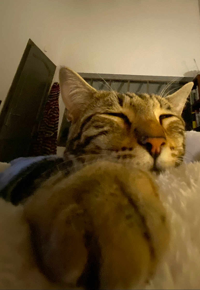 Chanelle participe au concours pour gagner de l'argent avec cette photo : cat, tabby, sleeping, paw, close_up, indoor, cozy, pet, feline, whiskers, nose, ears, bed, blanket, relaxation, comfort, animal, fur, domestic, cute
