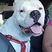 Tank joined the competition — help win amazing prizes! dog, white_dog, red_harness, tongue_out, car_interior, back_seat, pet, canine, happy, smiling, close_up, animal, domestic_animal, seatbelt, window, person, human_arm, vehicle, travel, leisure